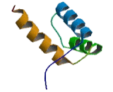 Distal Less Homeobox Protein 6 (DLX6)