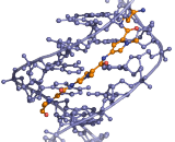 Distamycin (DM)