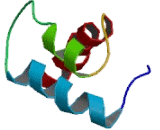 Divergent Paired Related Homeobox Protein (DPRX)