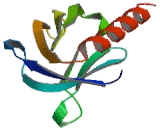 Docking Protein 5 (DOK5)