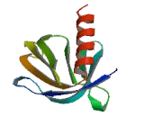 Docking Protein 6 (DOK6)