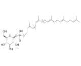 Dolichyl Beta-D-Glucosyl Phosphate (Dol-P-Glc)