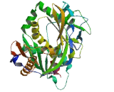 Decapping And Exoribonuclease Protein (DXO)