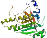 Dosage Suppressor Of Mck1 Homolog (DMC1)