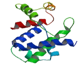 Double Homeobox Protein 4 (DUX4)