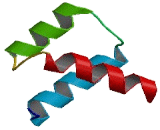 Double Homeobox Protein 4 Like Protein 5 (DUX4L5)