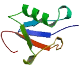 Doublecortin Domain Containing Protein 1 (DCDC1)