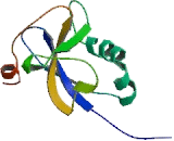 Doublecortin Domain Containing Protein 2 (DCDC2)