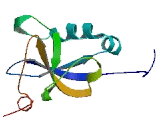 Doublecortin Domain Containing Protein 2B (DCDC2B)