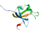 Doublecortin Domain Containing Protein 2C (DCDC2C)