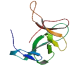 Doublecortin Domain Containing Protein 5 (DCDC5)