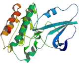 Doublecortin Like Kinase 3 (DCLK3)