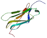 Down Syndrome Cell Adhesion Molecule (DSCAM)