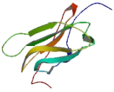 Down Syndrome Cell Adhesion Molecule Like Protein 1 (DSCAML1)