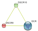 Down Syndrome Critical Region Gene 10 (DSCR10)