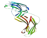 Down Syndrome Critical Region Gene 3 (DSCR3)