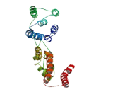 Dpy-19 Like Protein 4 (DPY19L4)