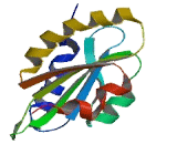 Drebrin Like Protein (DBNL)