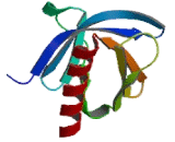 Dual Adaptor Of Phosphotyrosine And 3-Phosphoinositides (DAPP1)