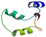 Dual Oxidase 1 (DUOX1)