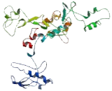 Dual Oxidase Maturation Factor 1 (DUOXA1)