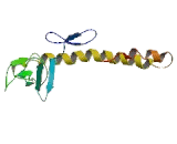 Dual Oxidase Maturation Factor 2 (DUOXA2)