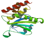 Dual Specificity Phosphatase 13 (DUSP13)