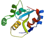 Dual Specificity Phosphatase 16 (DUSP16)