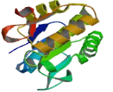 Dual Specificity Phosphatase 18 (DUSP18)