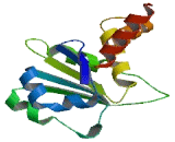 Dual Specificity Phosphatase 26 (DUSP26)