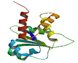 Dual Specificity Phosphatase 27 (DUSP27)