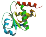 Dual Specificity Phosphatase 5 (DUSP5)