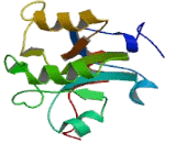 Dual Specificity Phosphatase 6 (DUSP6)