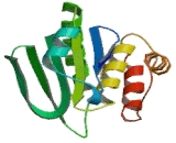 Dual Specificity Phosphatase 7 (DUSP7)