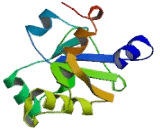 Dual Specificity Phosphatase 8 (DUSP8)