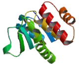 Dual Specificity Phosphatase 9 (DUSP9)