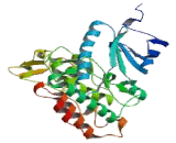 Dual Specificity Tyrosine Phosphorylation Regulated Kinase 1B (DYRK1B)