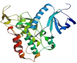 Dual Specificity Tyrosine Phosphorylation Regulated Kinase 2 (DYRK2)