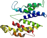 Duffy Blood Group Chemokine Receptor (DARC)