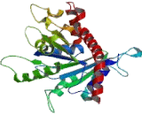 Dynamin 1 Like Protein (DNM1L)