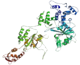 Dynein, Axonemal, Heavy Chain 11 (DNAH11)