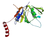 Dynein, Axonemal, Heavy Chain 5 (DNAH5)