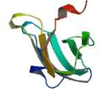 Dynein, Axonemal, Intermediate Chain 2 (DNAI2)