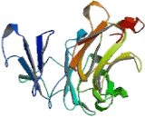 Dynein, Cytoplasmic 1, Intermediate Chain 1 (DYNC1I1)