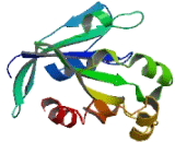 Dynein, Cytoplasmic 1, Light Intermediate Chain 2 (DYNC1LI2)