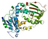 Dynein, Cytoplasmic 2, Heavy Chain 1 (DYNC2H1)