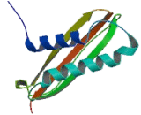 Dynein, Light Chain, Tctex Type 3 (DYNLT3)