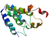 Dysbindin Domain Containing Protein 1 (DBNDD1)