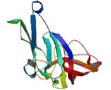 Dyslexia Susceptibility 2 Like Protein (DYLX2L)