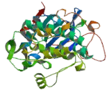 Dystrophia Myotonica Protein Kinase (DMPK)